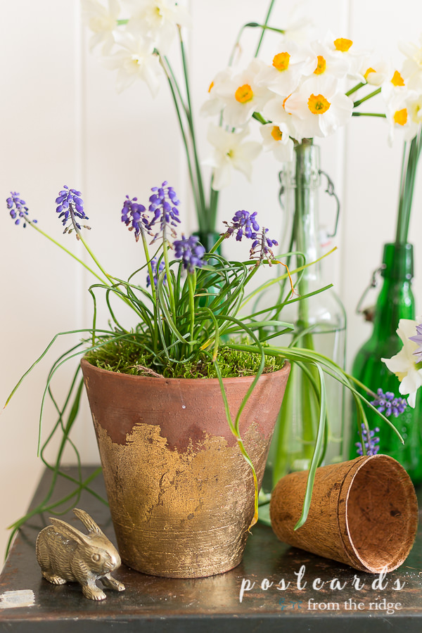 Garden-inspired decor. Love all of these easy ways to add some garden-inspired decor to your home! #homedecor #gardendecor #cottagedecor #vintagedecor terra cotta planter with gold leaf full of grape hyacinths
